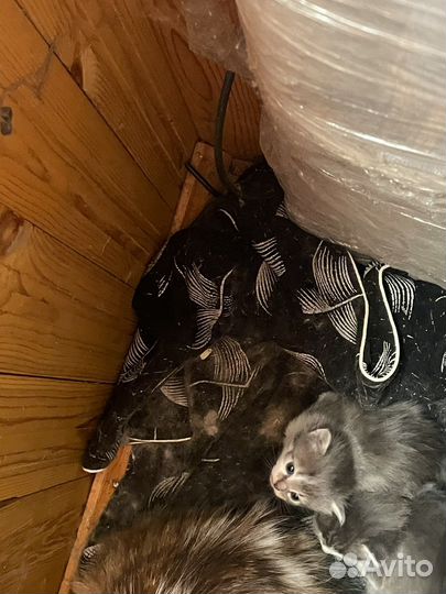 Котята в добрые руки даром