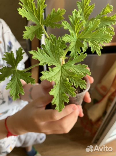 Традесканции, герань, сингониум