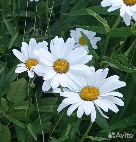 Ромашка домашняя кустик