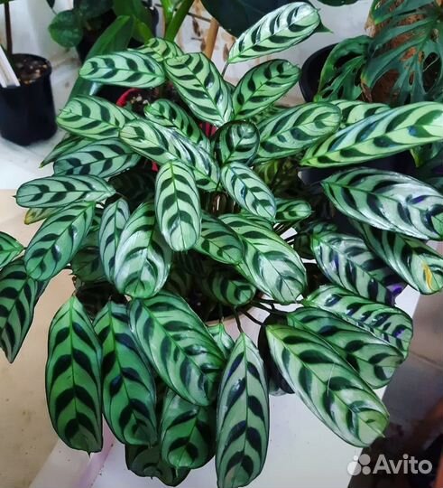 Комнатные растения цветы