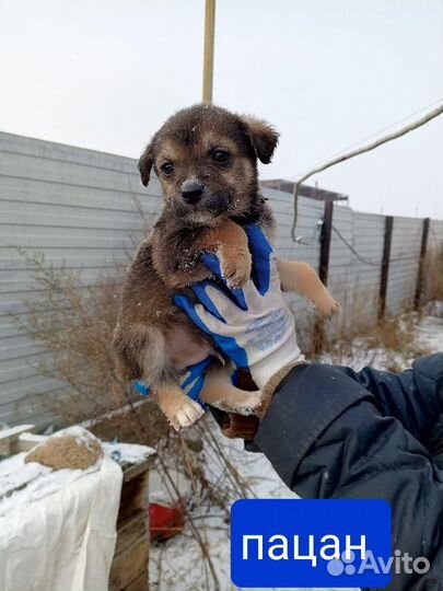Щенок в добрые руки