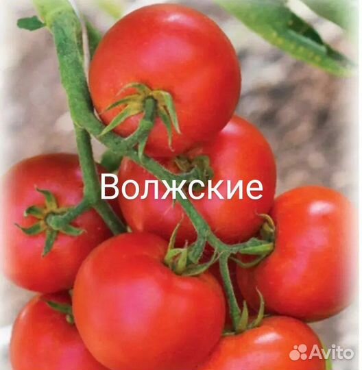 Рассада