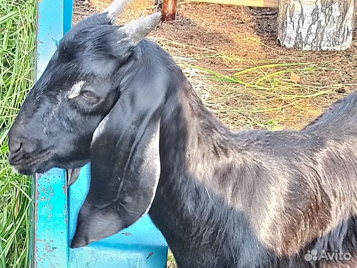 Англо нубийские козлята