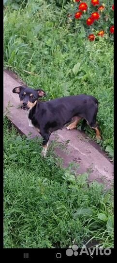 Маленькая собачка