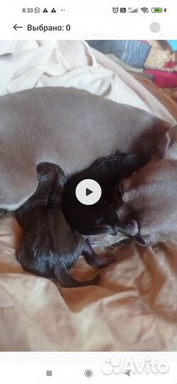 Собаки щенки