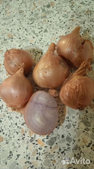 Лук шалот семейный