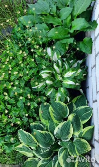 Хоста, Калина, бирючина, сирень и цветы