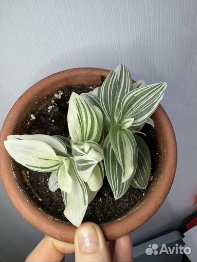 Разеве растения гинура/традесканции