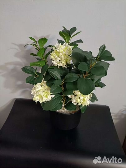 Куст с цветами в кашпо