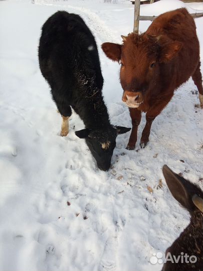 Продам 2 телят