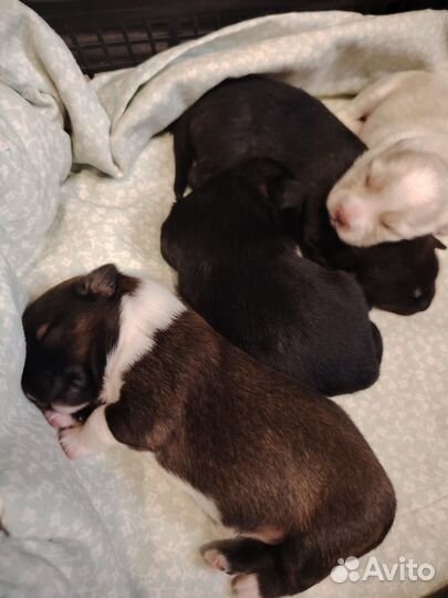 Щенки пикинеса