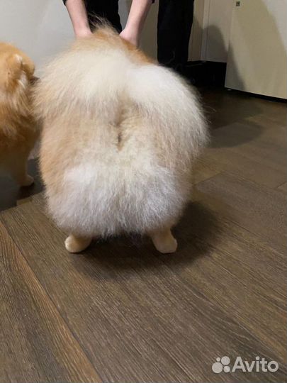 Померанский шпиц вязка