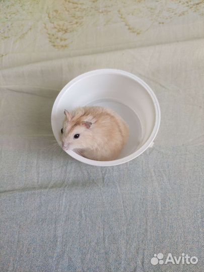 Джунгарские и сирийские хомячки