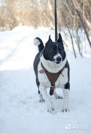 Дворняг в добрые руки