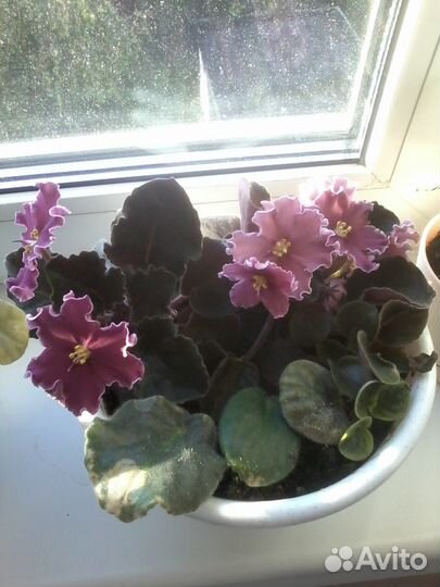 Фиалка. 3 цвета