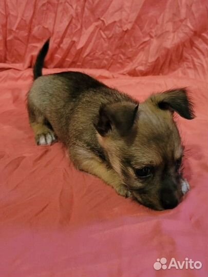Щенок 2 месяца