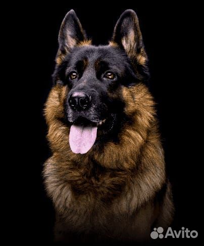 Услуги кинолога