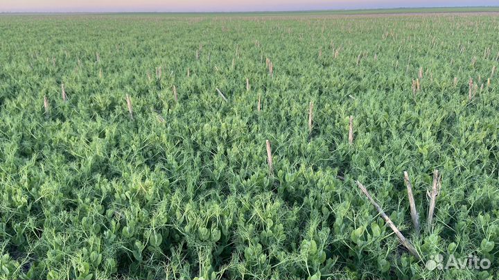 Семена зимующего гороха