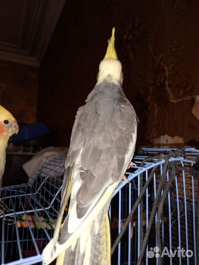 Попугай корелла птенец