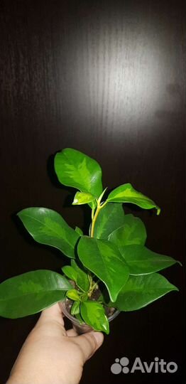 Фикус Ретуза Американская,Де Гантель