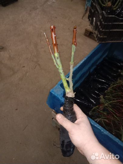 Саженцы роз