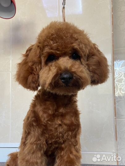 Пудель-модель на азиатскую стрижку