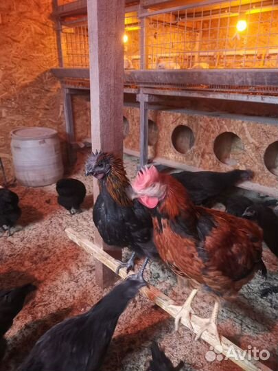 Молодые петушки