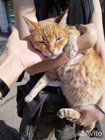 Рыжий кот