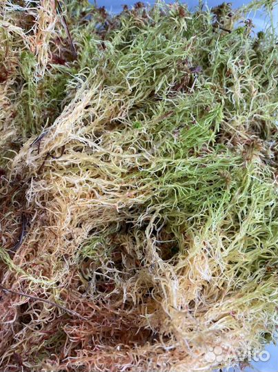 Живой мох сфагнум