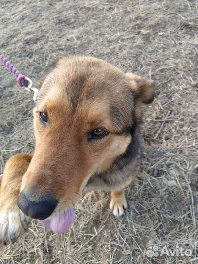 Собака в добрые руки отдам бесплатно