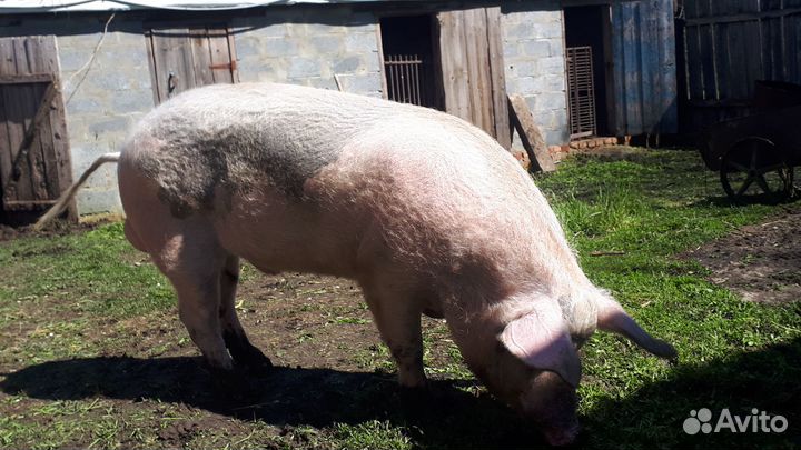 Хряк на племя