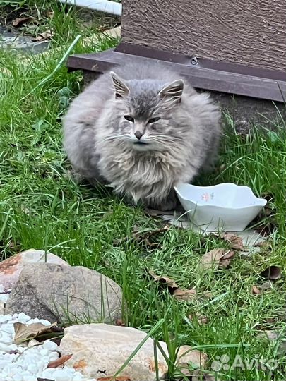 Котик в добрые руки