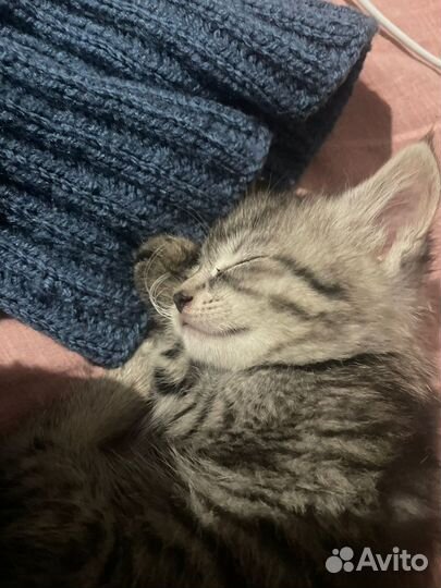 Котенок в добрые руки