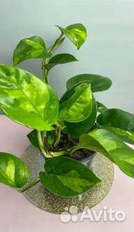 Сцендапсус. Эпипремнум разные сорта