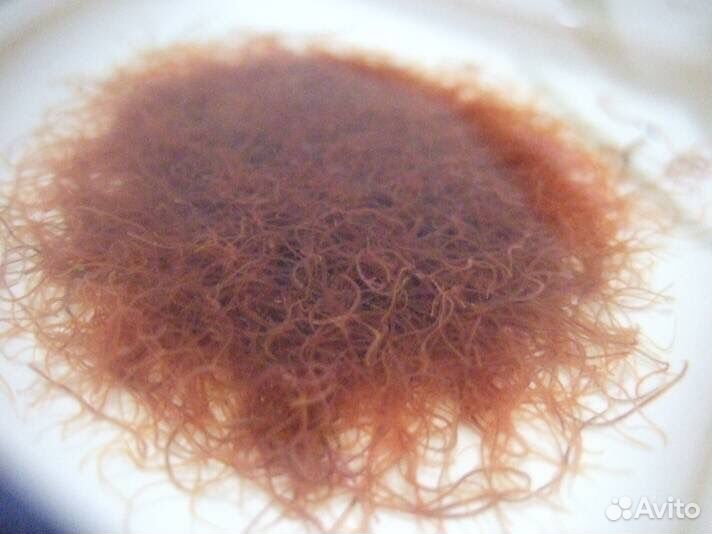 Живой корм для аквариумных рыбок, растения и сомы