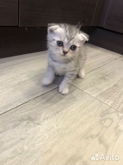 Британские котята