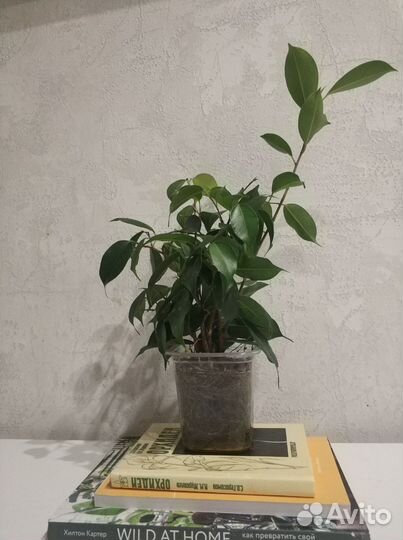 Фикус Бенджамина
