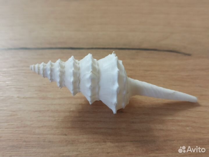 Морская раковина