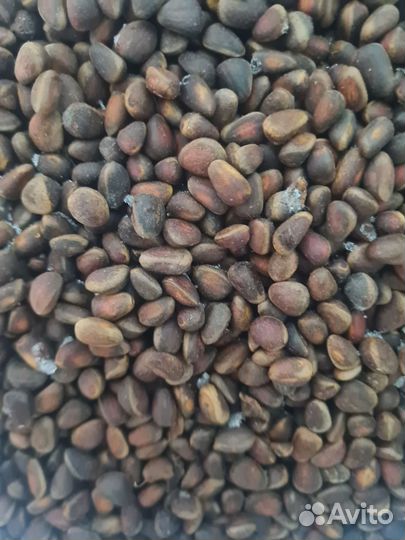 Орех кедровый