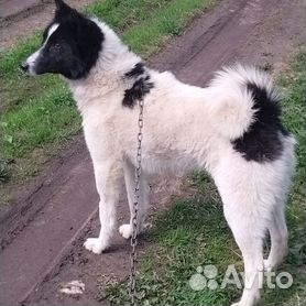 Гонки на собачьих упряжках прошли в Новосибирской области