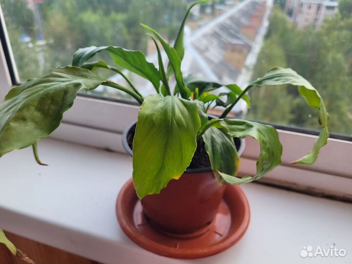 Продам цветы комнатные