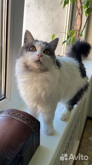 В добрые руки котенок