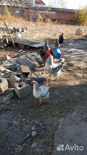 Молодые петухи