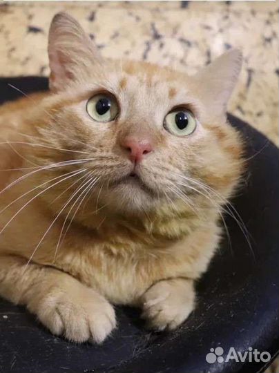 Рыжий пирожок в добрые руки