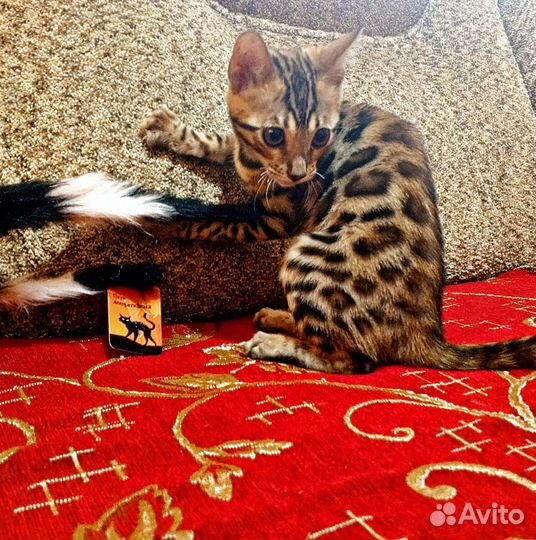 Бенгальские котята