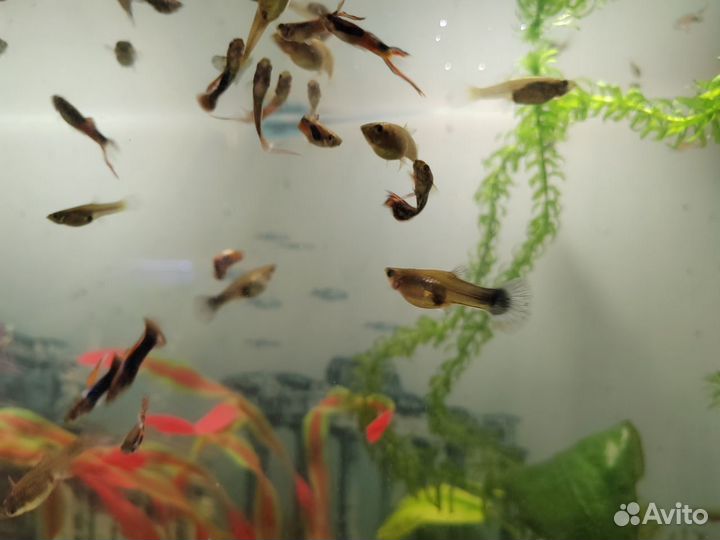 Гуппи эндлера, ампулярии