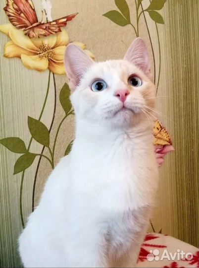 Степашка около 7 месяцев