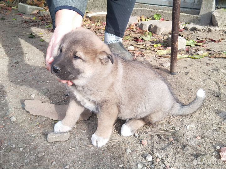 Щенок в добрые руки