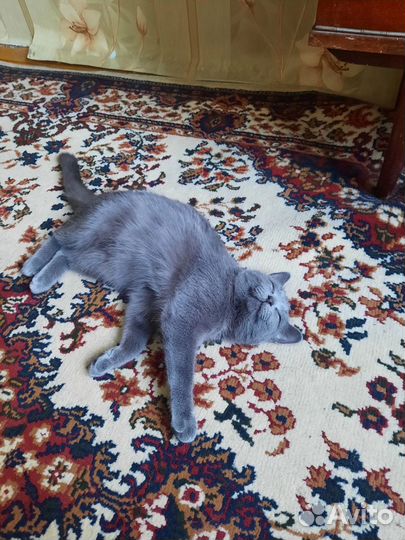 Кошка