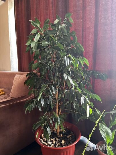 Фикус бенджамина